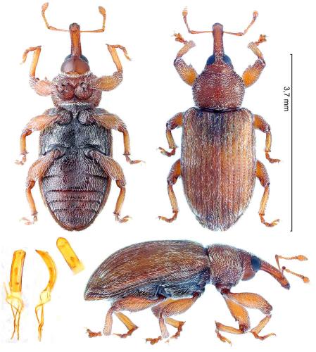 Réf. 339 238 : Dorytomus nebulosus
